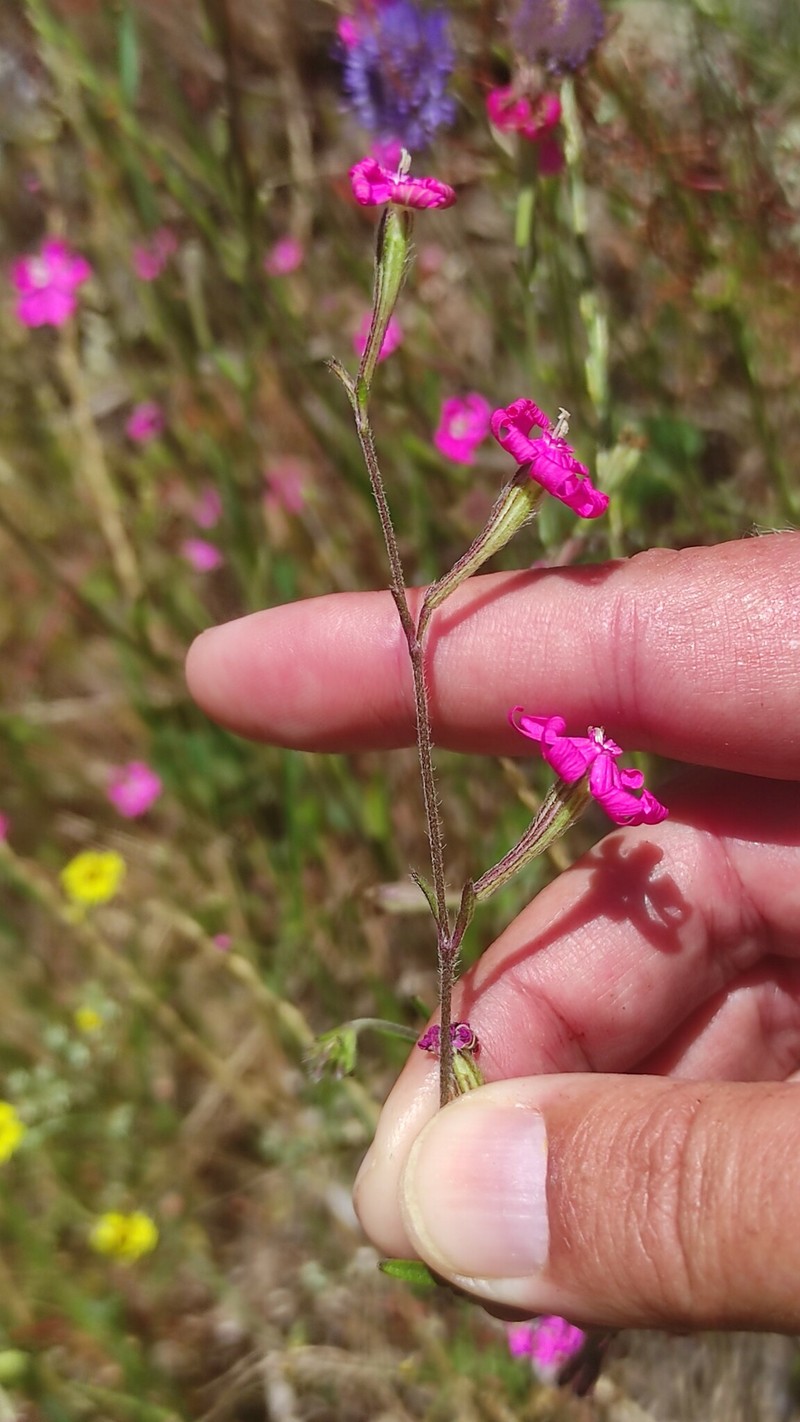 Silene scabriflora subsp. scabriflora photo 3