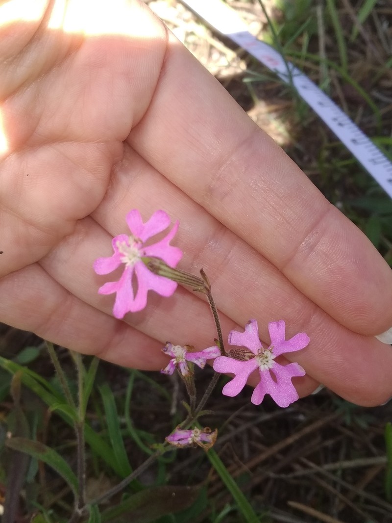 Silene scabriflora subsp. scabriflora photo 4