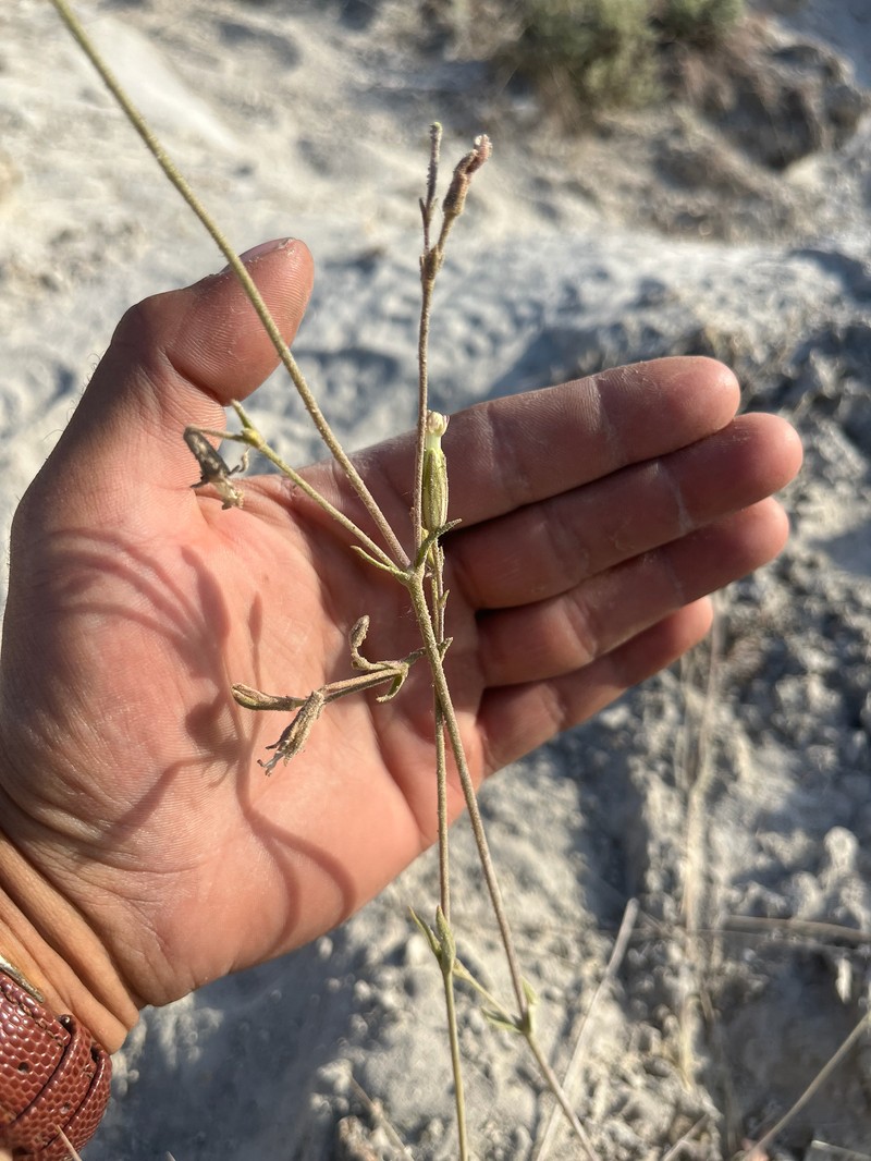 Blue Mountain Catchfly photo 3