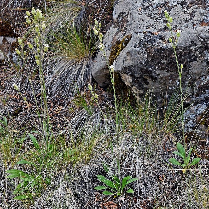 Blue Mountain Catchfly photo 4