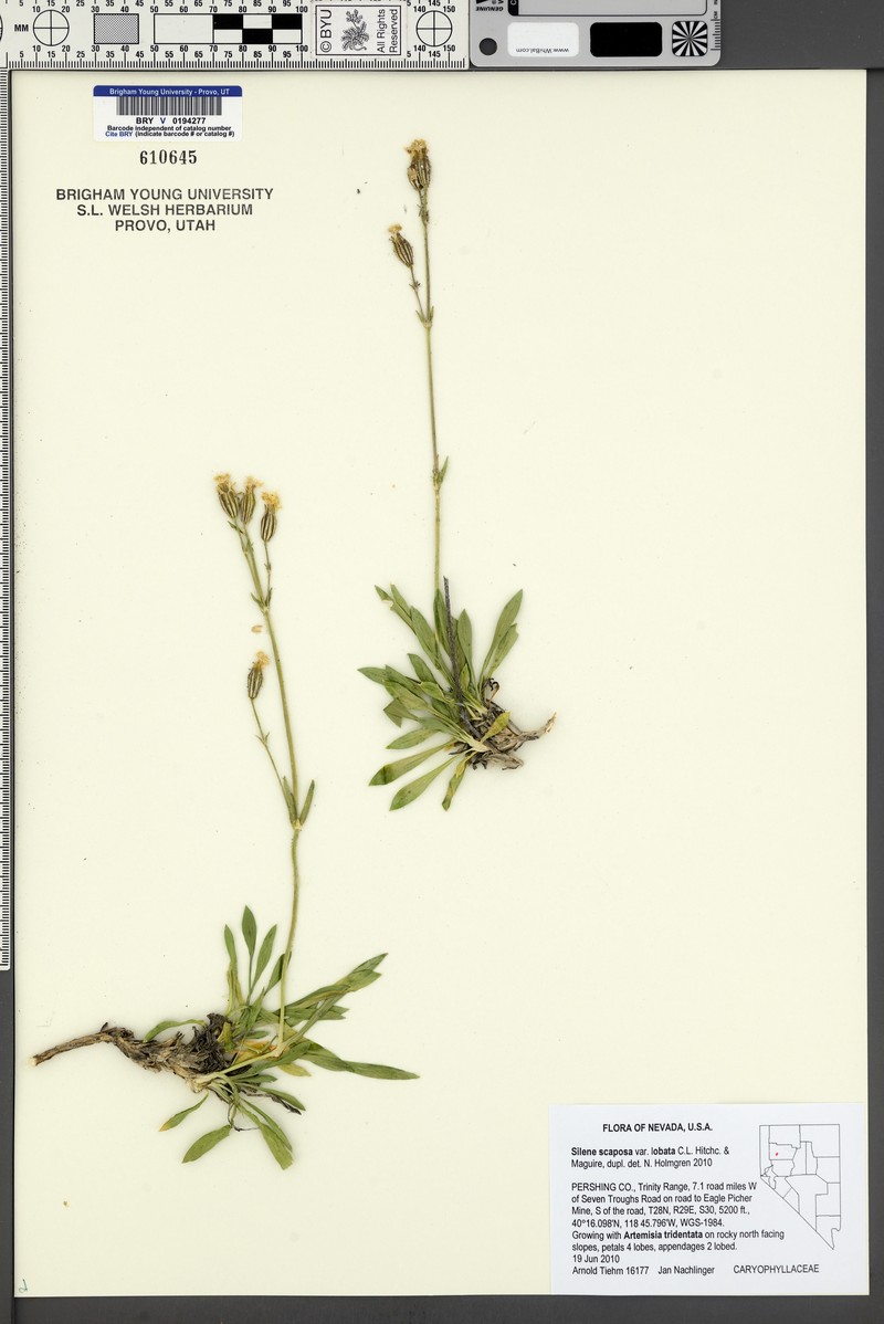 Blue Mountain Catchfly photo 5