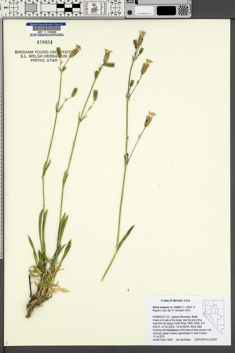 Blue Mountain Catchfly photo 6