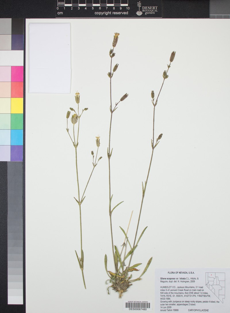 Blue Mountain Catchfly photo 7