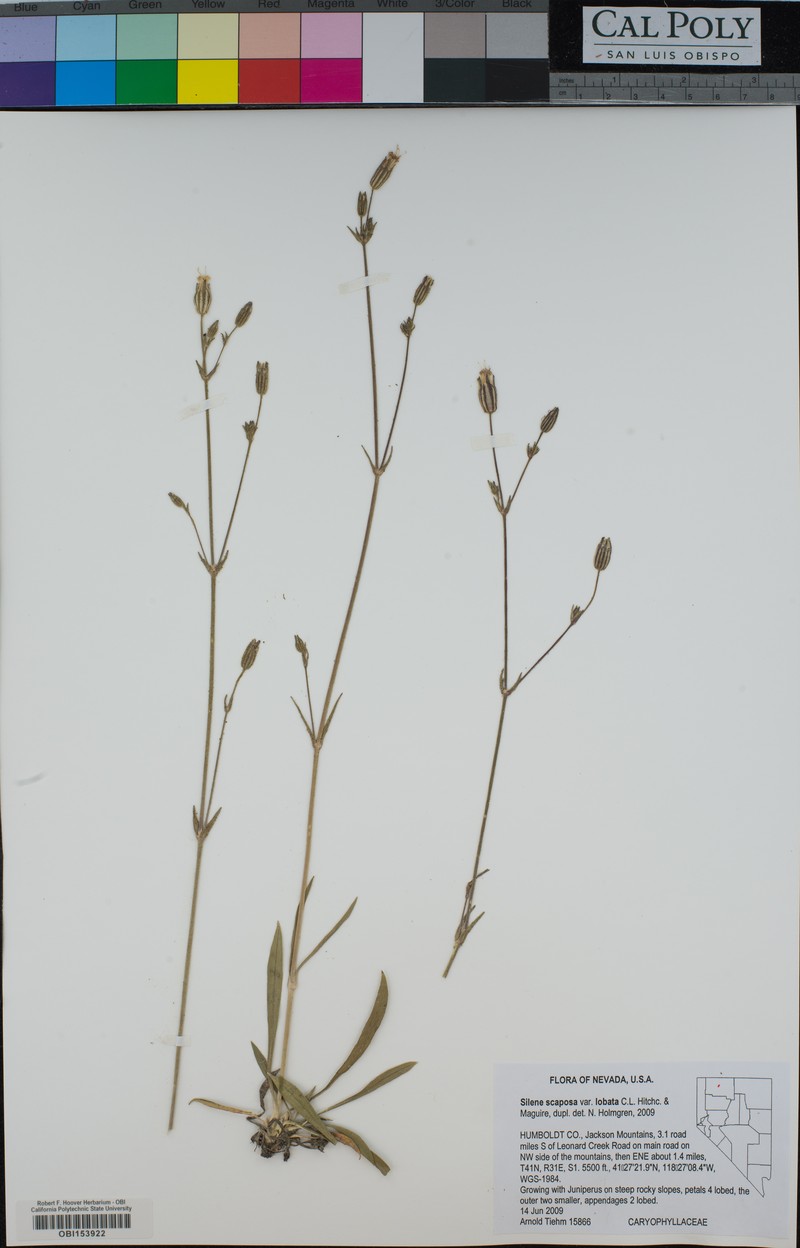 Blue Mountain Catchfly photo 8