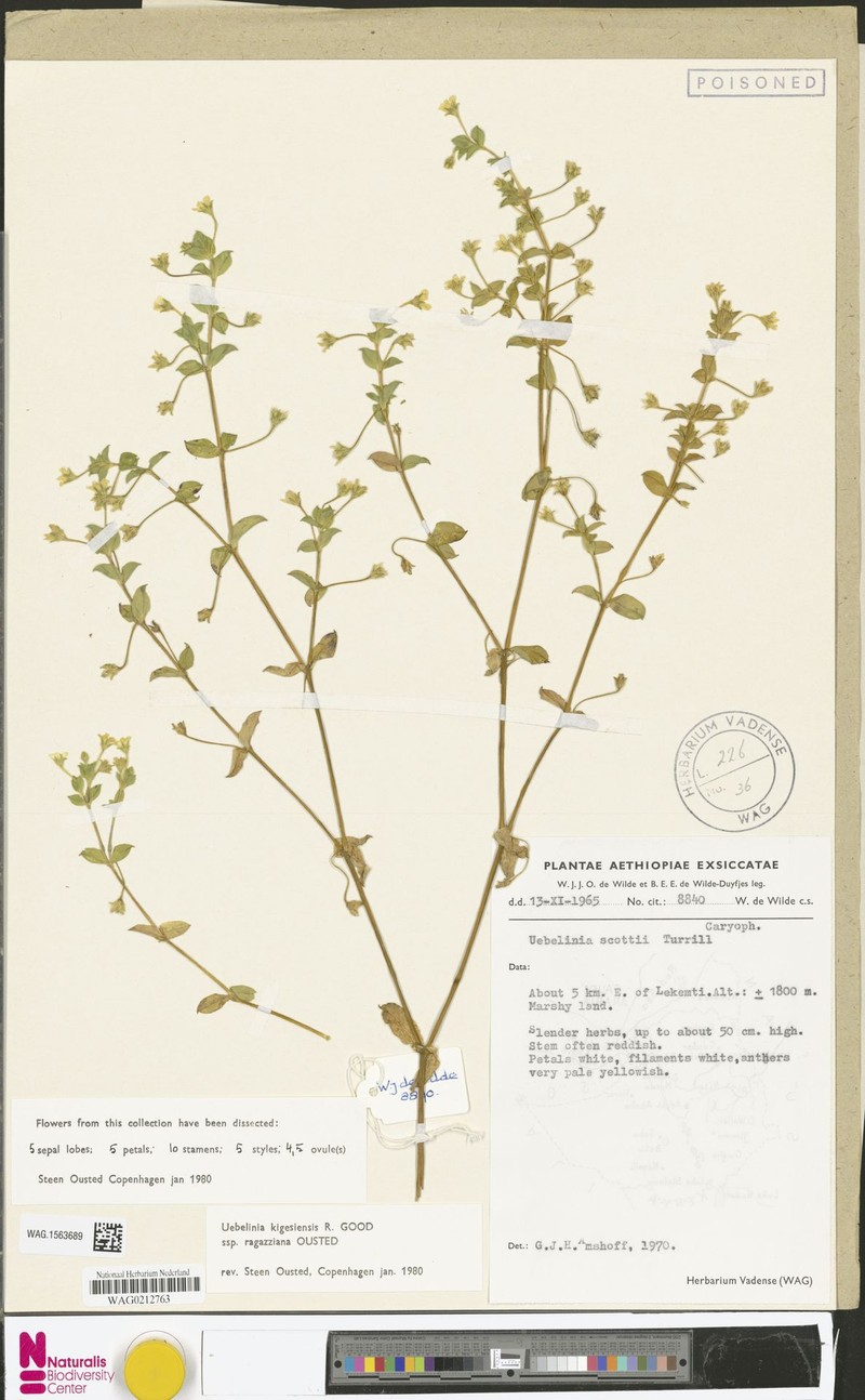 Silene scottii