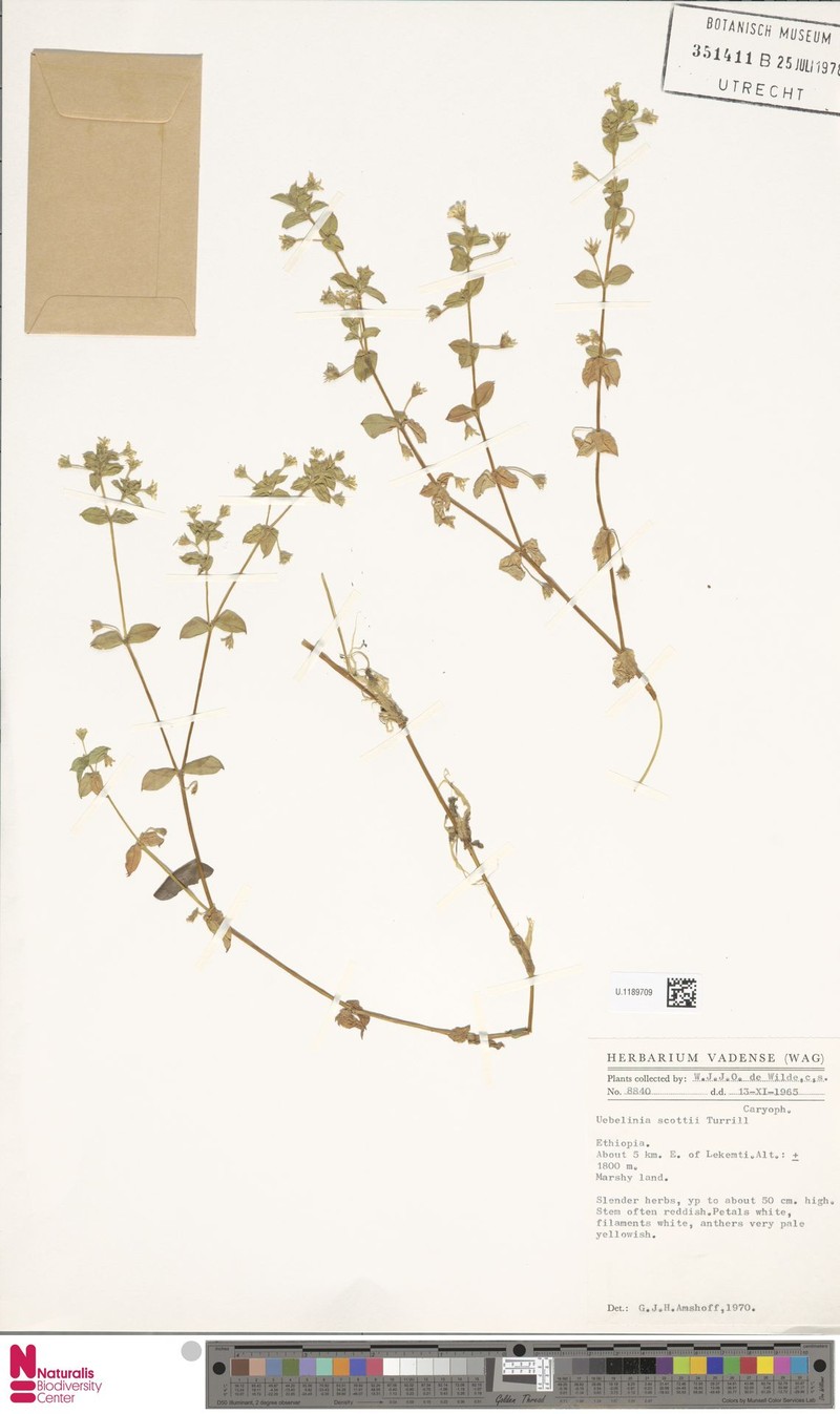Silene scottii photo 2