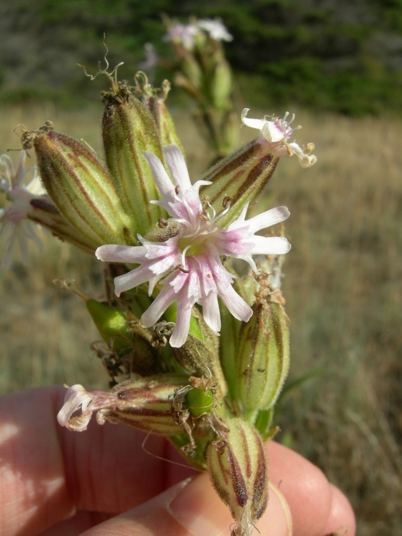 Simple Campion