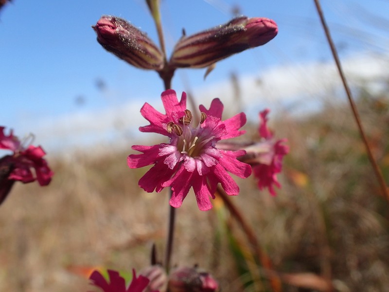 Simple Campion photo 2