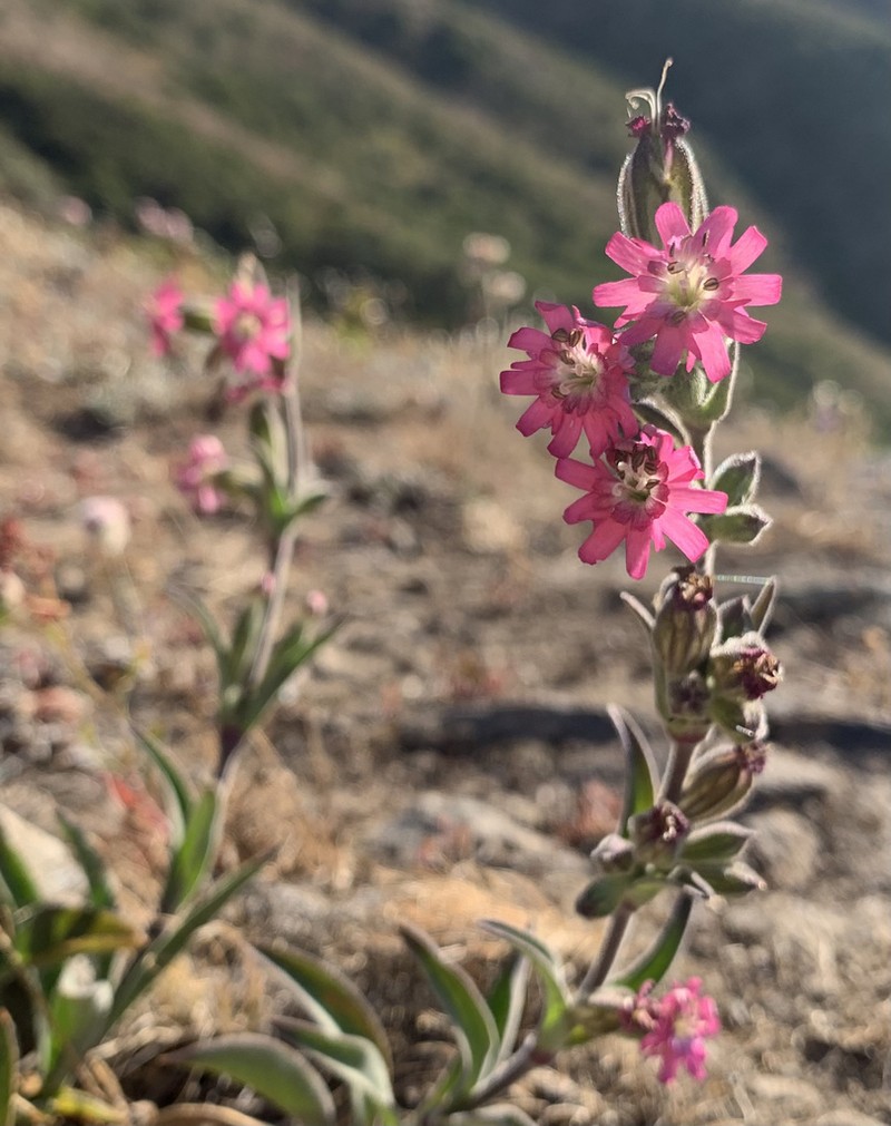 Simple Campion photo 3