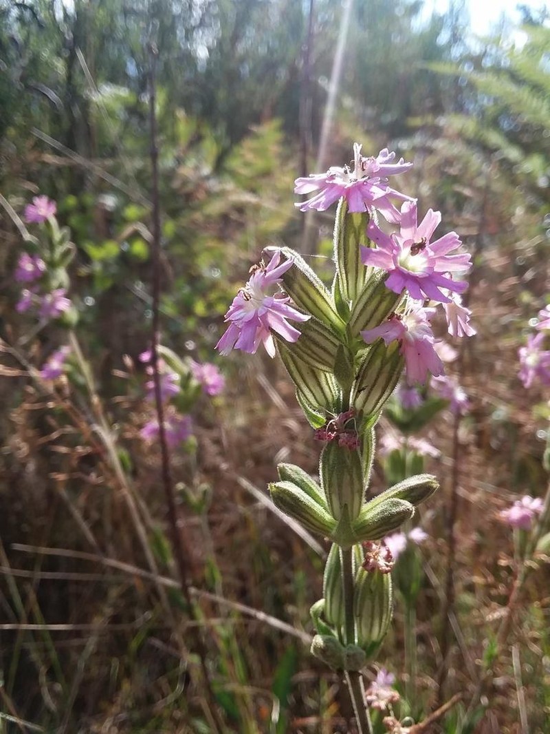 Simple Campion photo 4