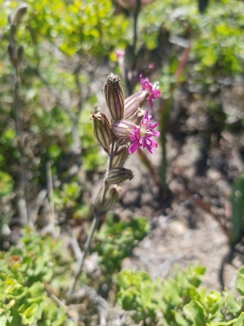 Simple Campion photo 6