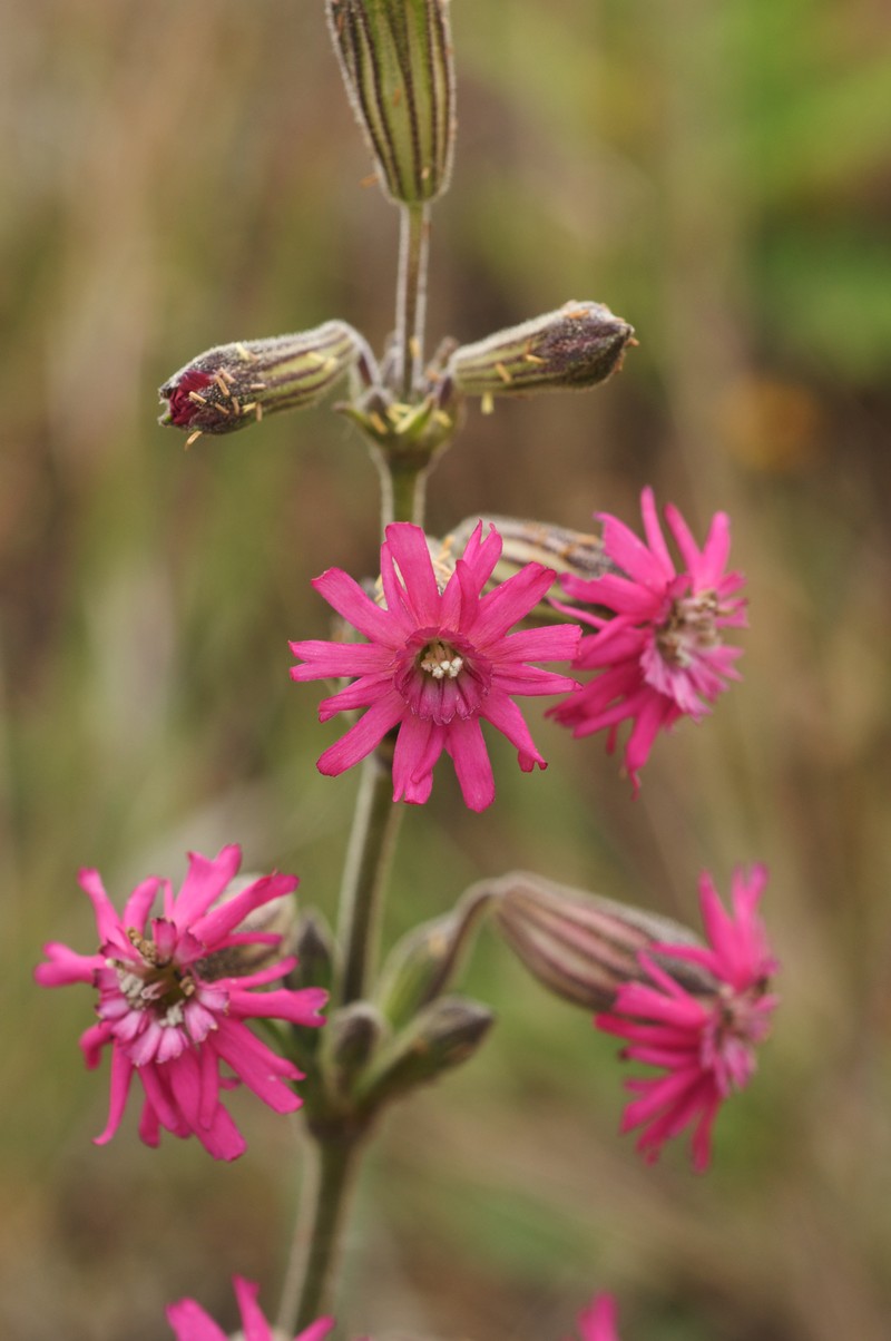 Simple Campion