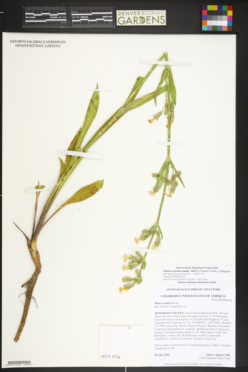 Silene scouleri subsp. hallii