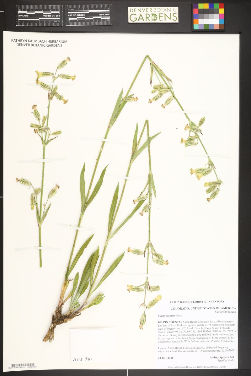 Silene scouleri subsp. hallii photo 2