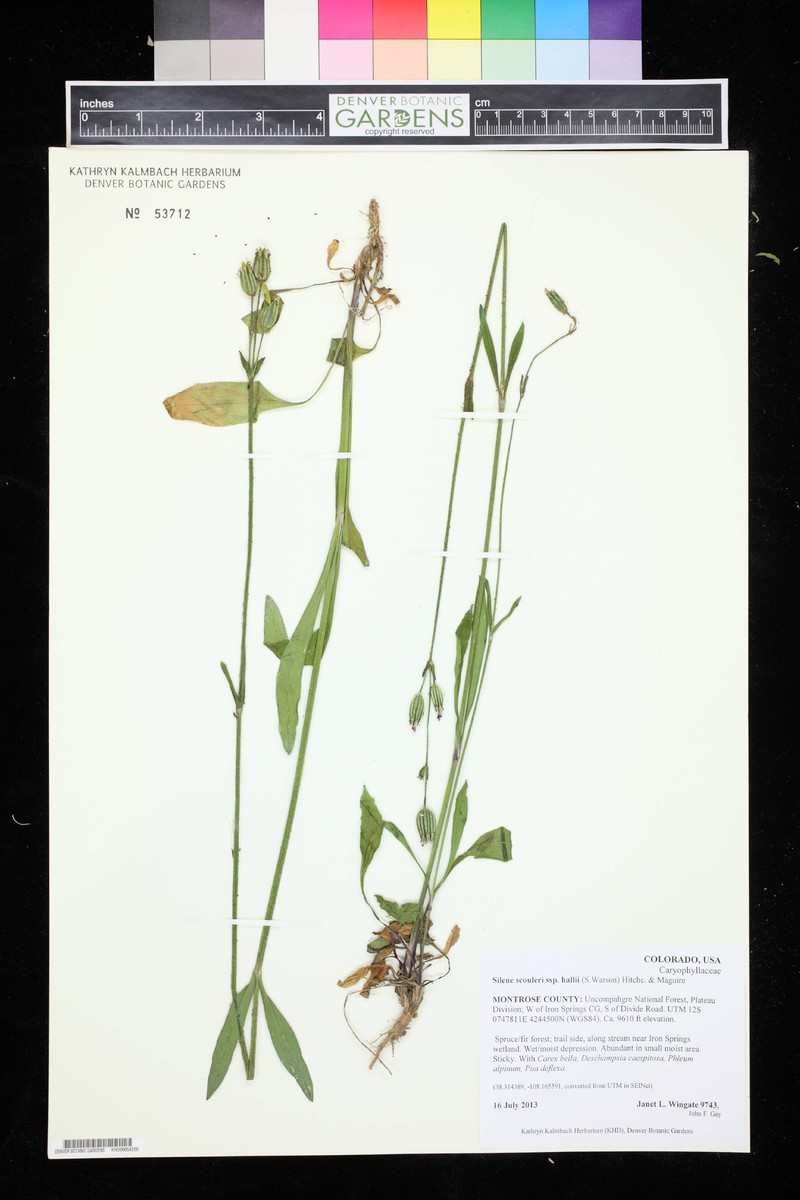 Silene scouleri subsp. hallii photo 3