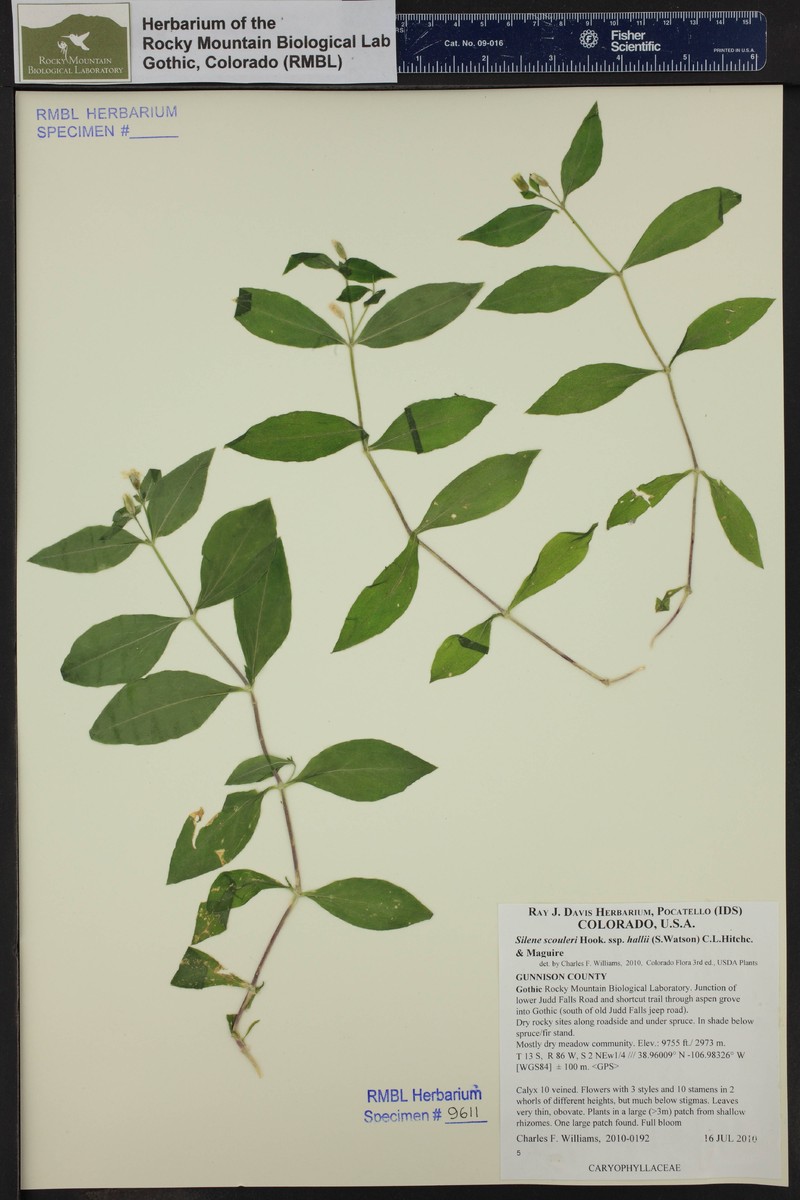 Silene scouleri subsp. hallii photo 4