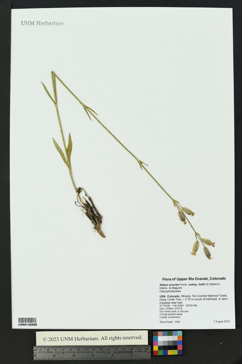 Silene scouleri subsp. hallii photo 5