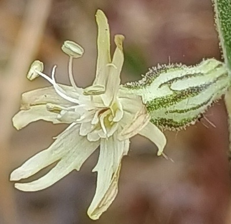 Silene scouleri subsp. pringlei