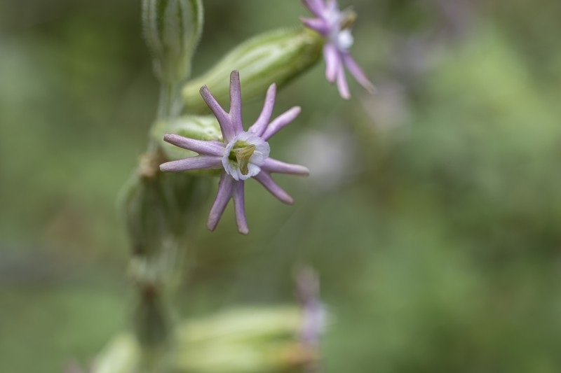 Silene scouleri subsp. pringlei photo 2