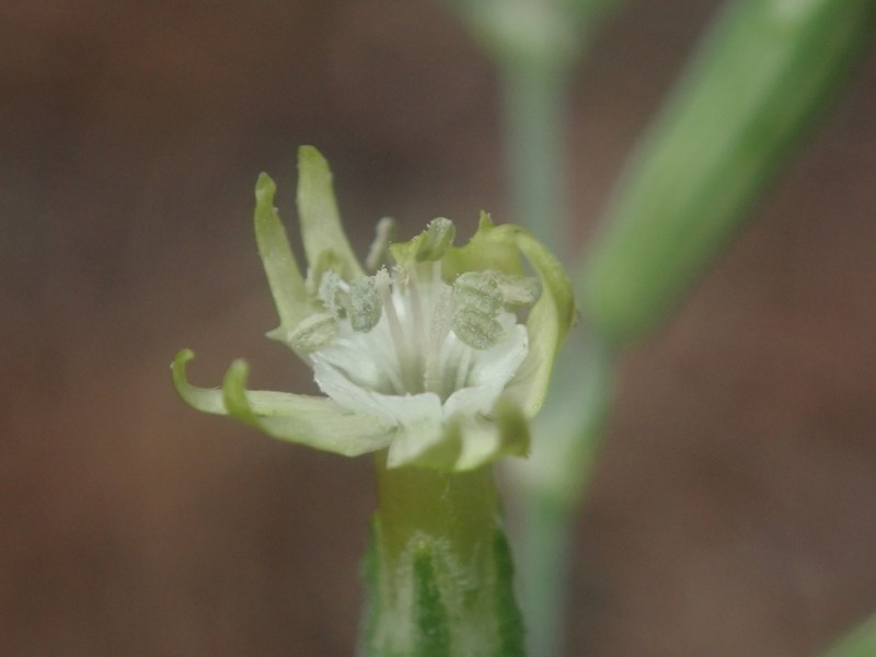 Silene scouleri subsp. pringlei photo 3