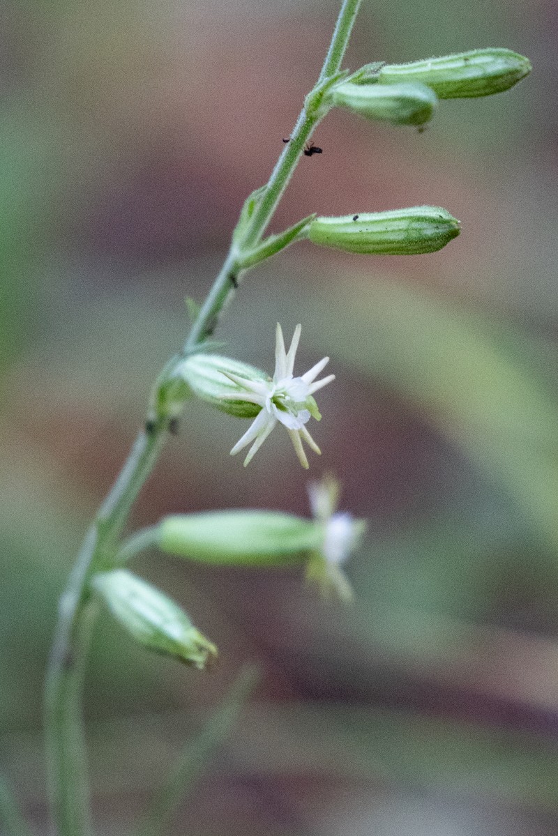 Silene scouleri subsp. pringlei photo 4