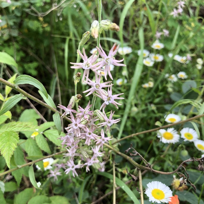 Silene scouleri subsp. pringlei photo 6