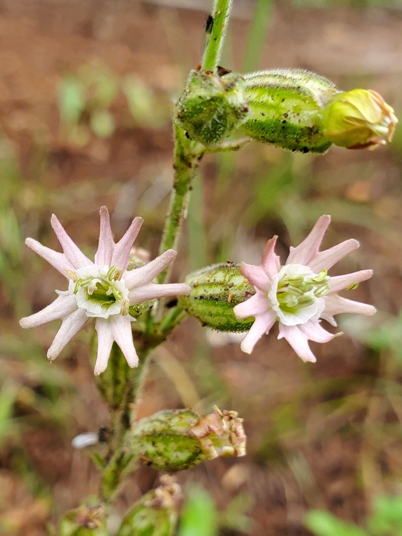 Silene scouleri subsp. pringlei photo 7
