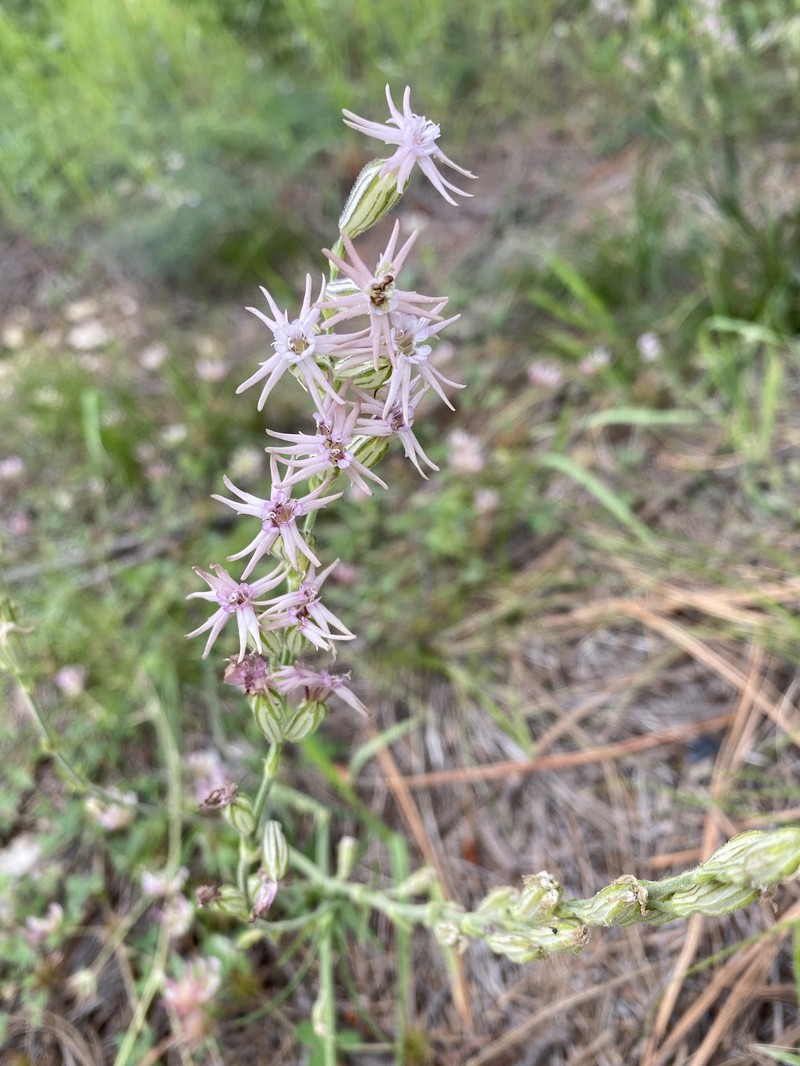Silene scouleri subsp. pringlei photo 8