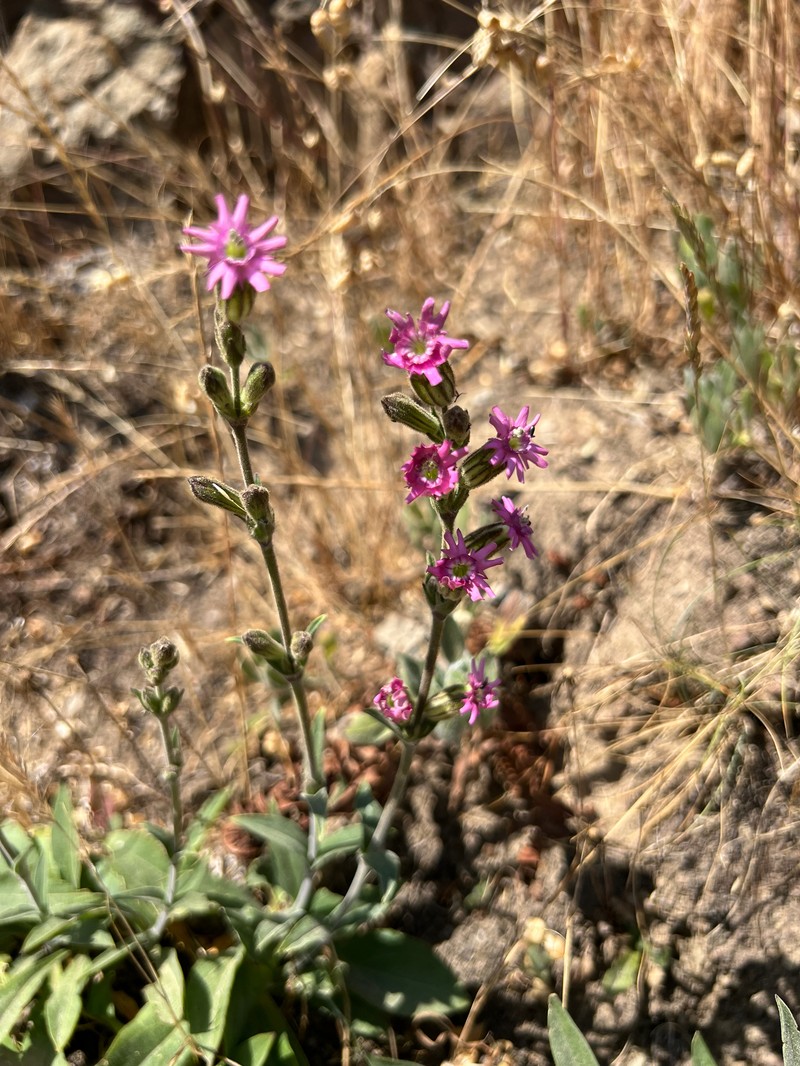 Silene scouleri subsp. scouleri