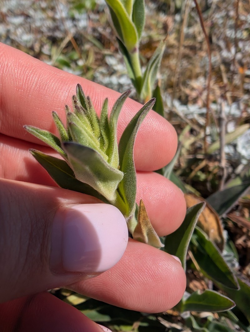 Silene scouleri subsp. scouleri photo 2