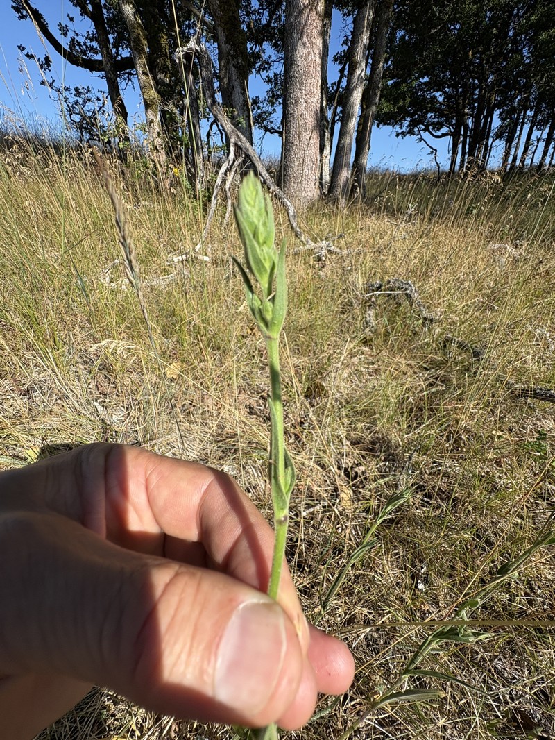 Silene scouleri subsp. scouleri photo 3