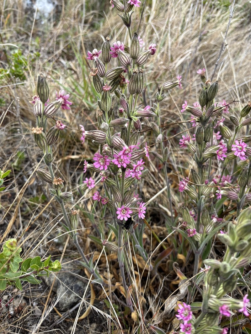 Silene scouleri subsp. scouleri photo 4