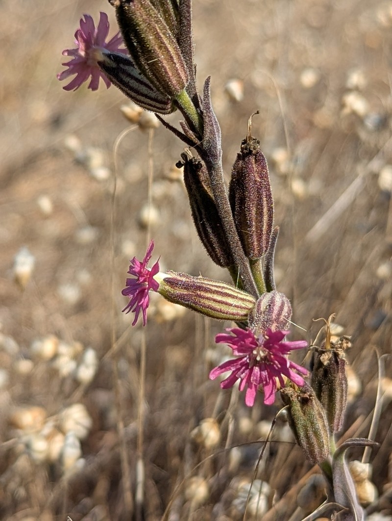 Silene scouleri subsp. scouleri photo 5