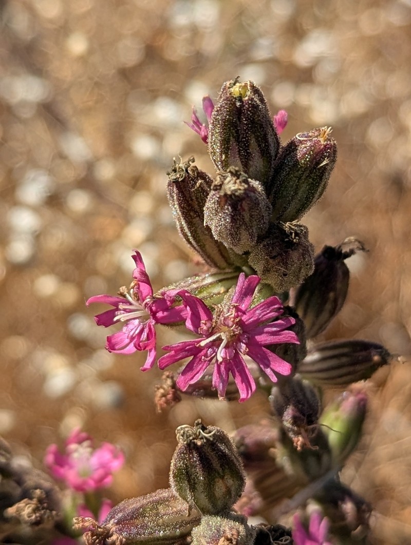 Silene scouleri subsp. scouleri photo 6
