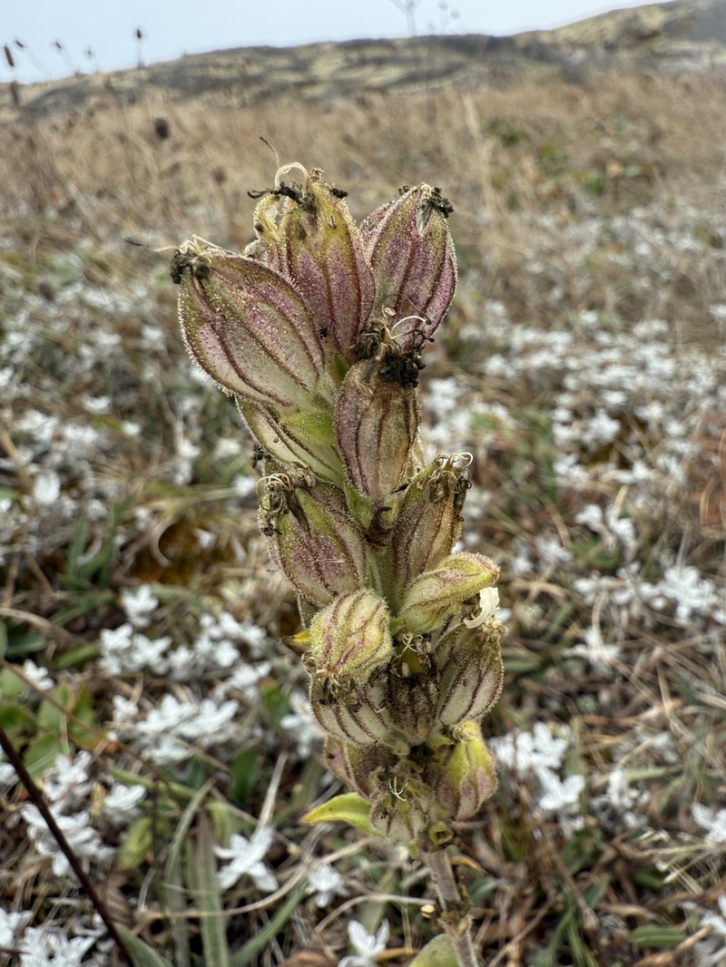 Silene scouleri subsp. scouleri photo 7