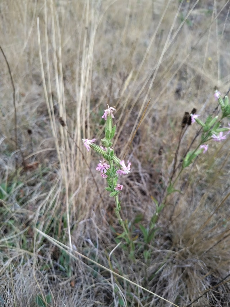 Silene scouleri subsp. scouleri photo 8