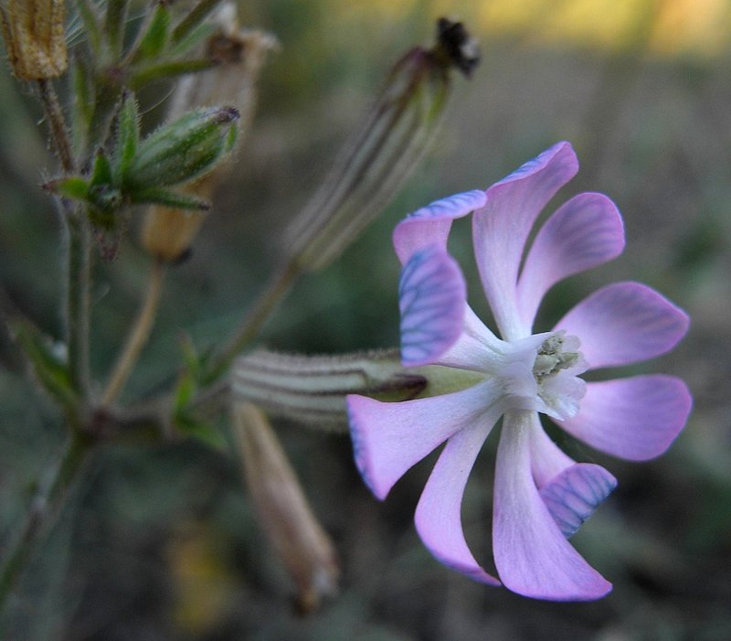 Silene secundiflora