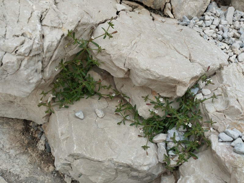 Silene sedoides subsp. sedoides