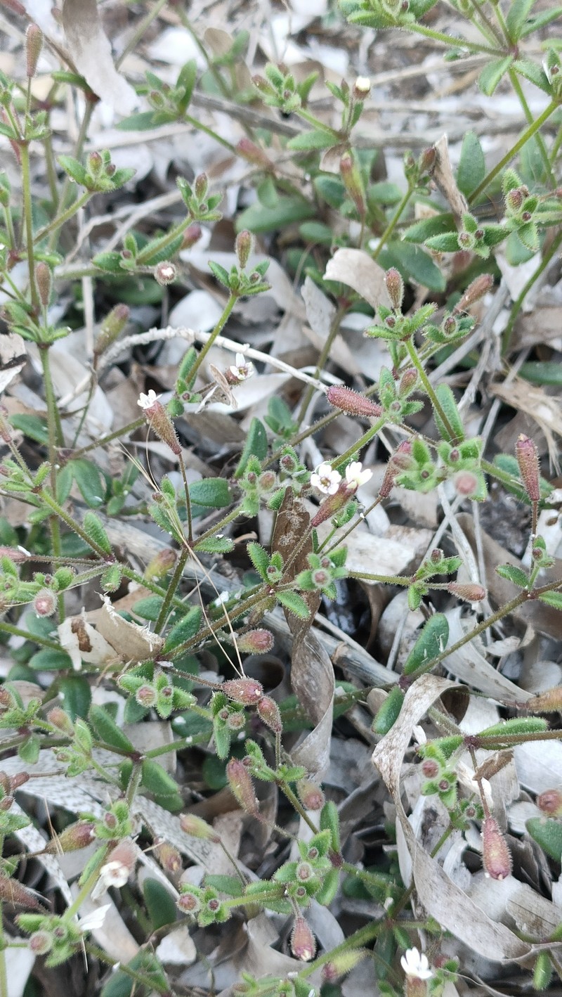 Silene sedoides subsp. sedoides photo 2