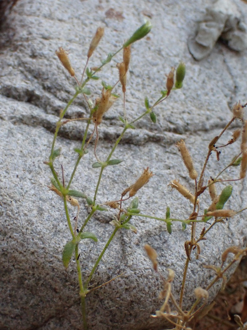 Silene sedoides subsp. sedoides photo 3