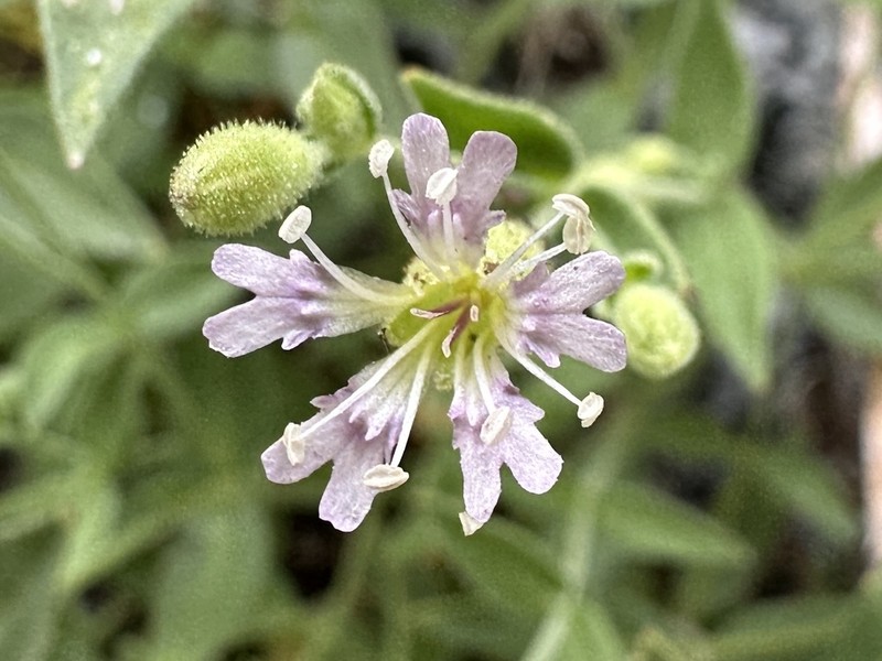 Seely's Catchfly