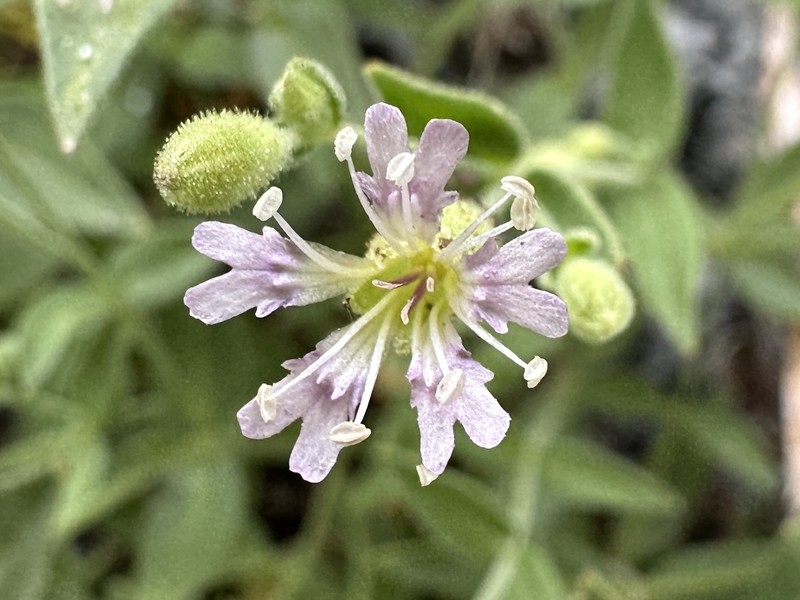 Seely's Catchfly photo 2