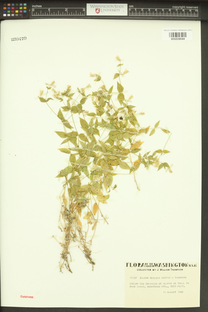 Seely's Catchfly photo 3