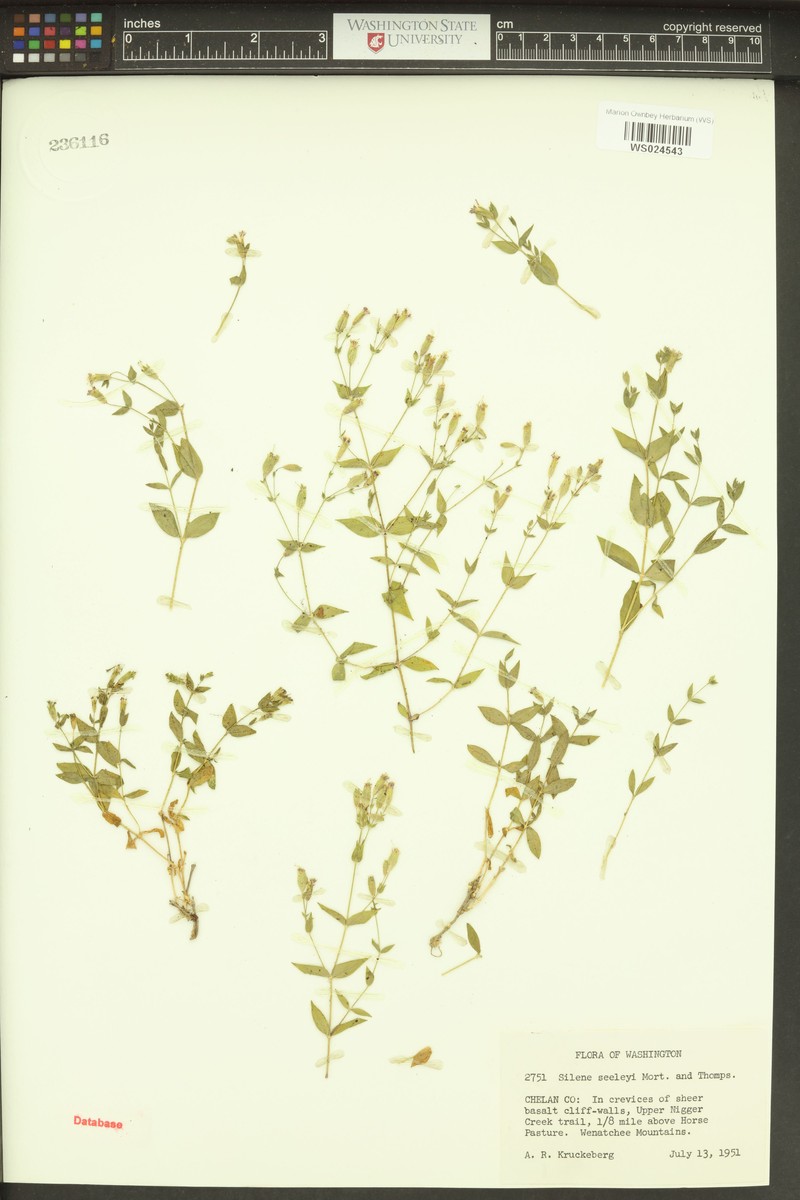 Seely's Catchfly photo 4