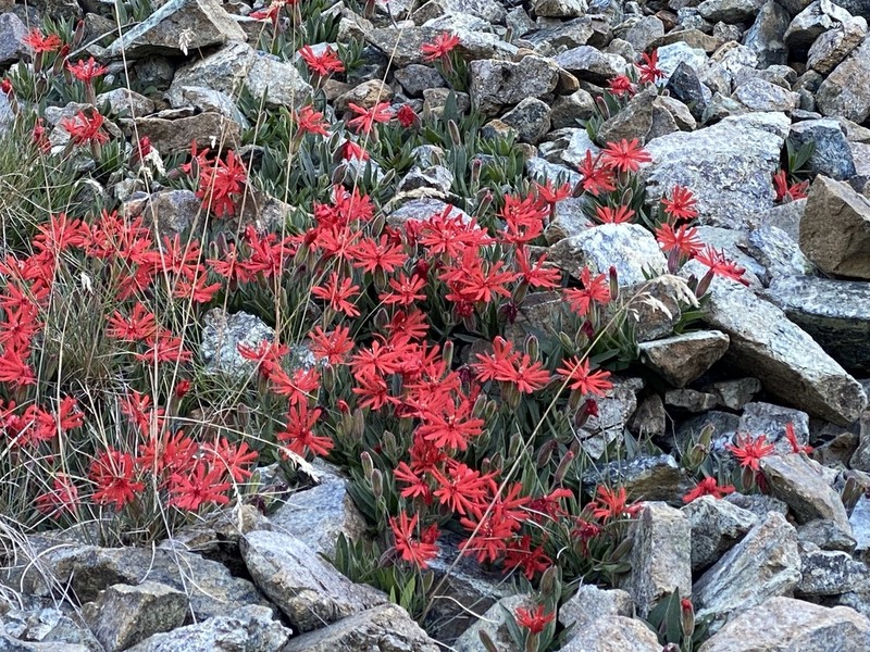 Silene serpentinicola photo 2
