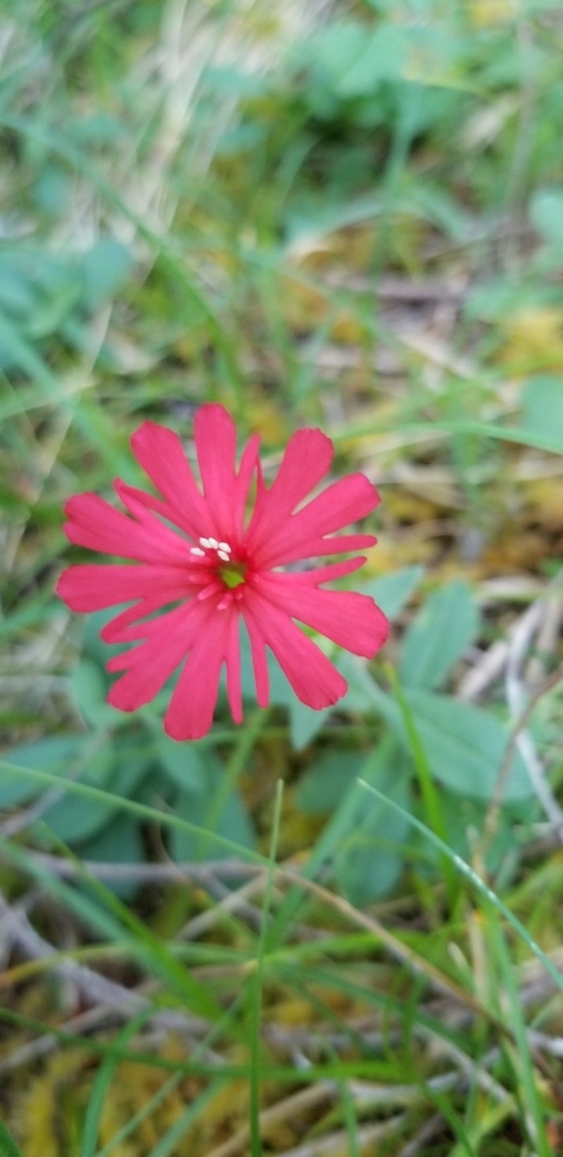 Silene serpentinicola photo 3