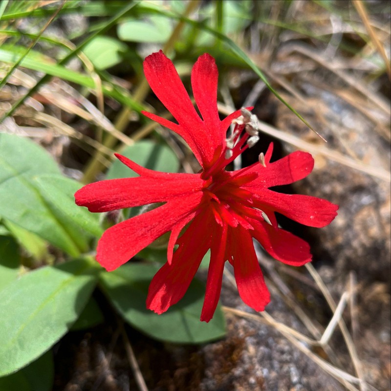 Silene serpentinicola photo 4