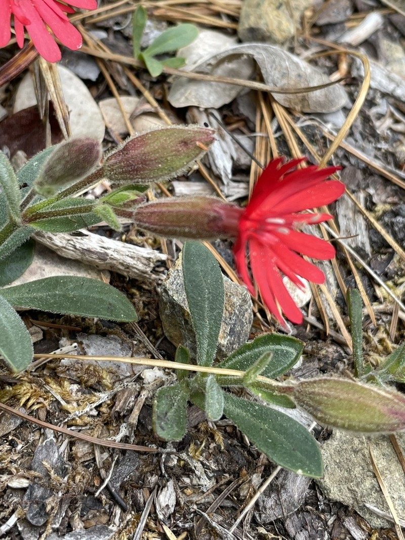 Silene serpentinicola photo 5