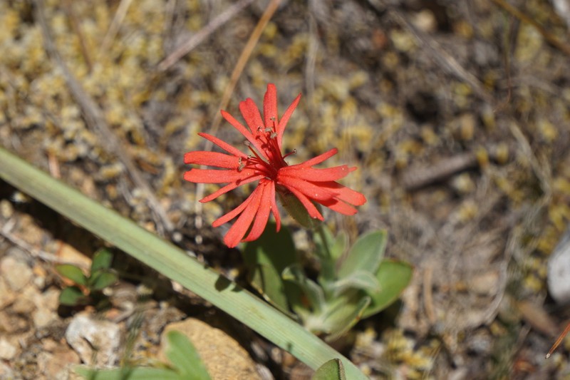 Silene serpentinicola photo 6