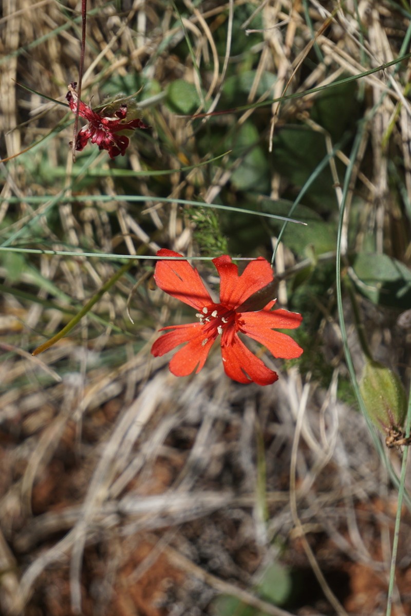 Silene serpentinicola photo 7